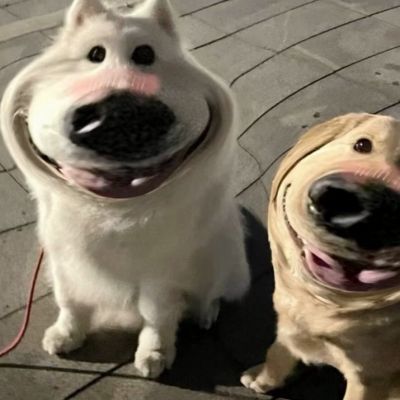 搞笑情头狗