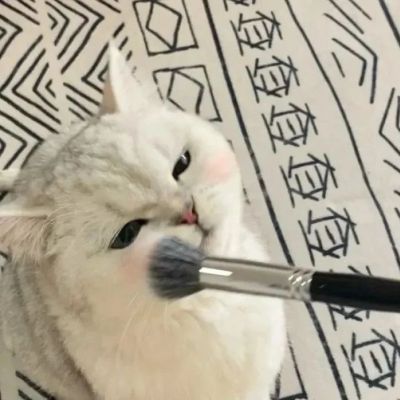 猫咪头像可爱萌化