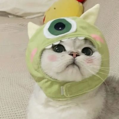 猫咪头像可爱萌化