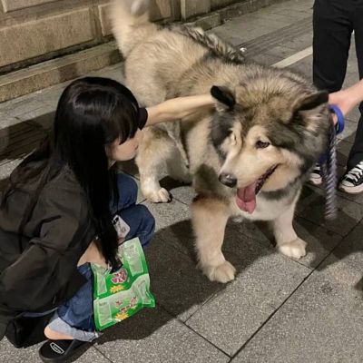 微信头像女生宠物系列