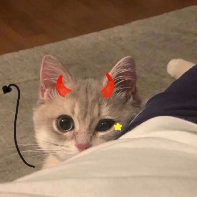 猫咪狗狗情头