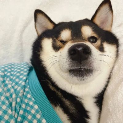 猫咪狗狗情头