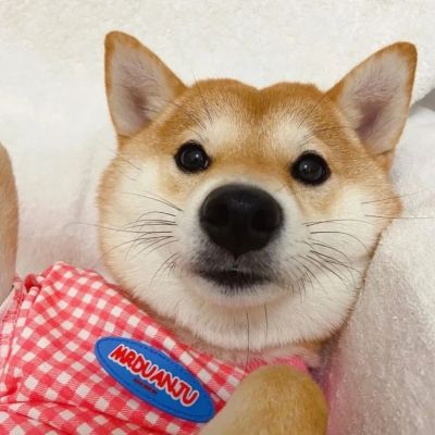 猫咪狗狗情头