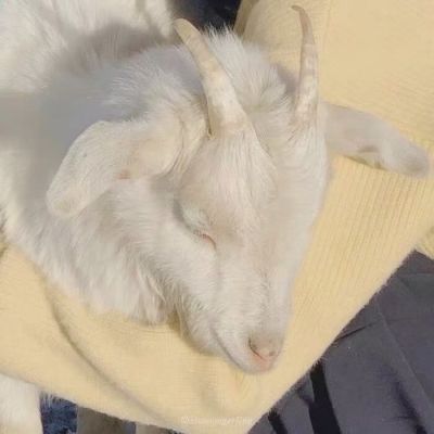 对象是动物的情头