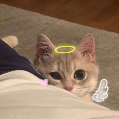猫咪狗狗情头