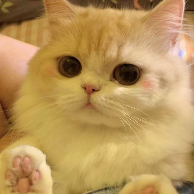 超级不明显的情头可爱猫图片