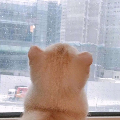 萌宠头像可爱呆萌