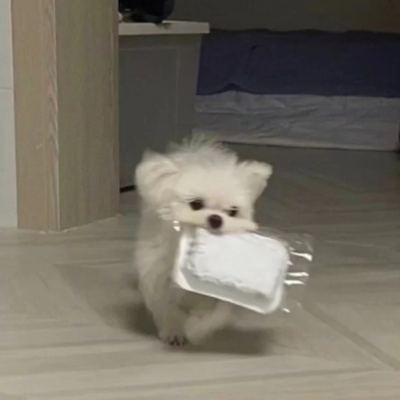 萌宠头像可爱呆萌