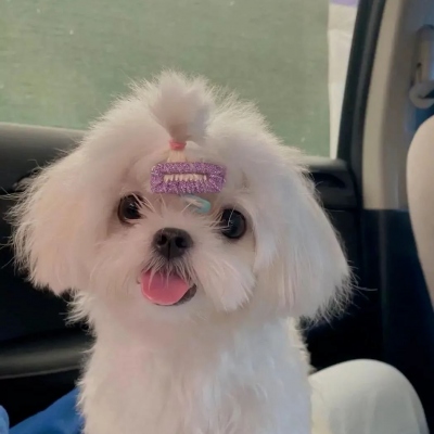 萌宠头像可爱呆萌