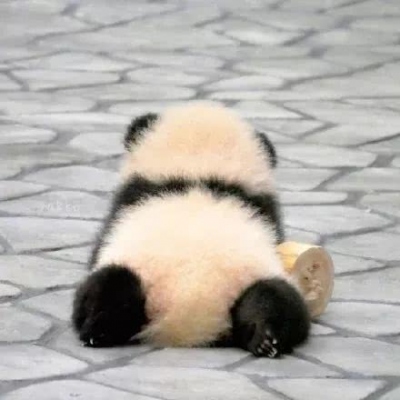 萌宠头像可爱呆萌
