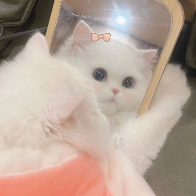 可爱白色猫猫头像