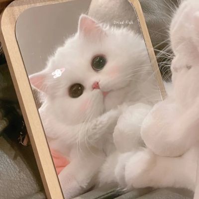 可爱白色猫猫头像