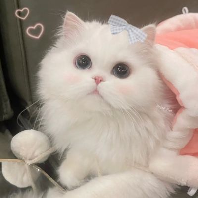 可爱白色猫猫头像