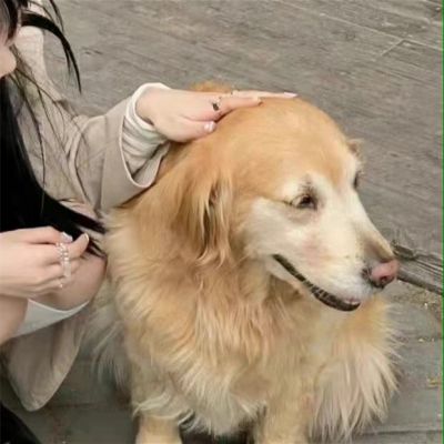 情侣头像没有地位狗人
