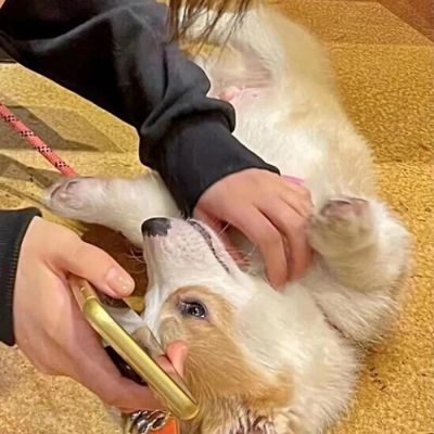 情侣头像没有地位狗人