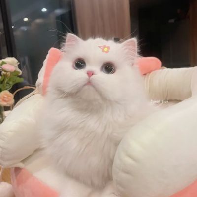 可爱白色猫猫头像