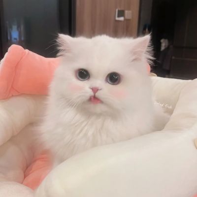 可爱白色猫猫头像