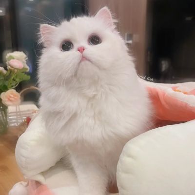 可爱白色猫猫头像