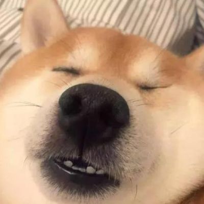 微信头像可爱萌宠狗狗图片
