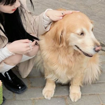 小众情侣头像对象是狗