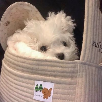 治愈系萌宠头像照片
