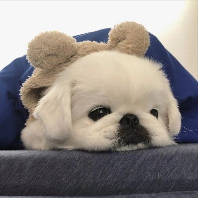 治愈系萌宠头像照片