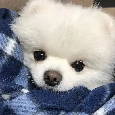 治愈系萌宠头像照片