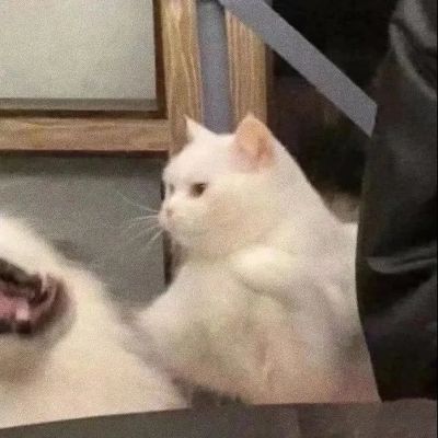 猫狗一左一右一人一半情头图片