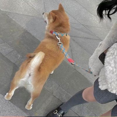 小众情侣头像对象是狗