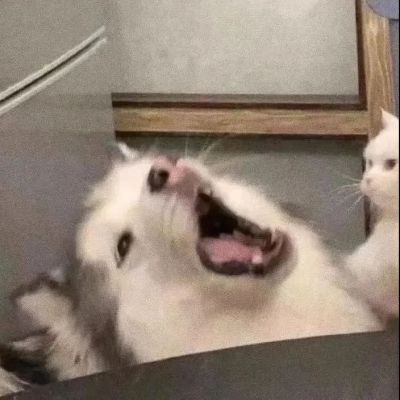 猫狗一左一右一人一半情头图片