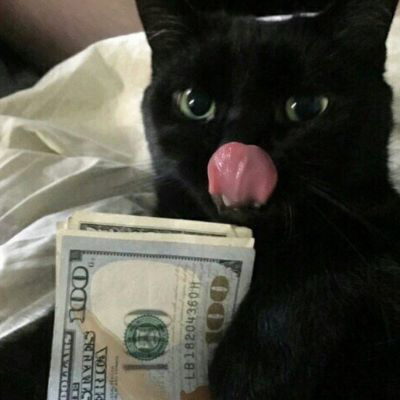 2025年新版猫咪头像图片