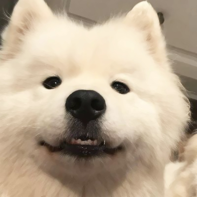 微信头像小狗可爱