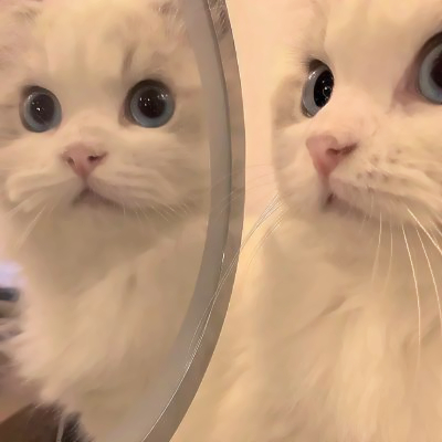 2025年新版猫咪头像图片