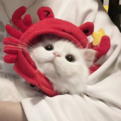 2025年新版猫咪头像图片