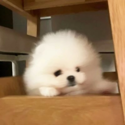 高质量修狗头像
