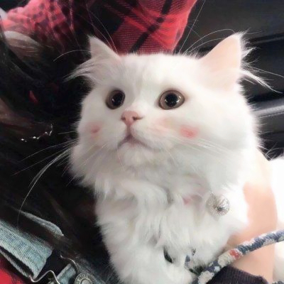 2025年新版猫咪头像图片