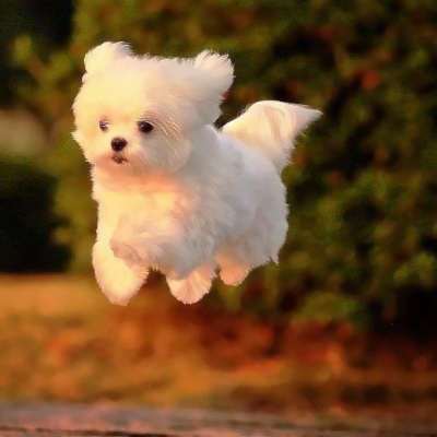 高质量修狗头像