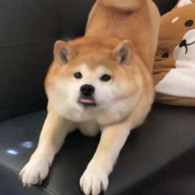 微信头像小狗可爱