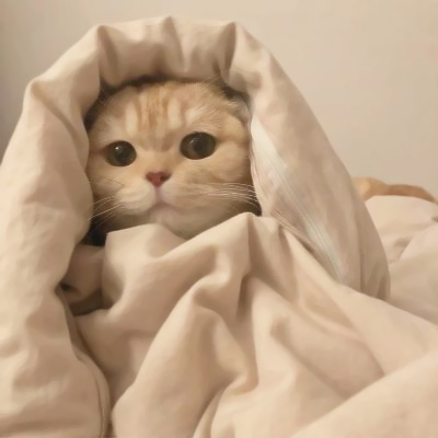 2025年新版猫咪头像图片