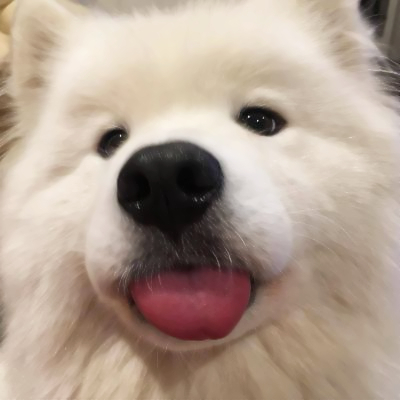 微信头像小狗可爱