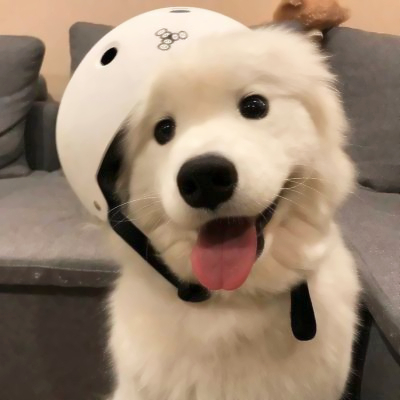 微信头像小狗可爱