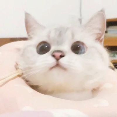 头像图片大全2025宠物