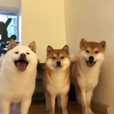 微信头像小狗可爱