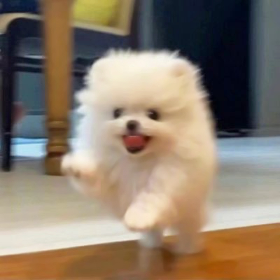 高质量修狗头像