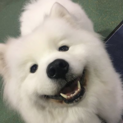 微信头像小狗可爱