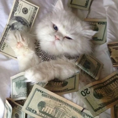 2025年新版猫咪头像图片
