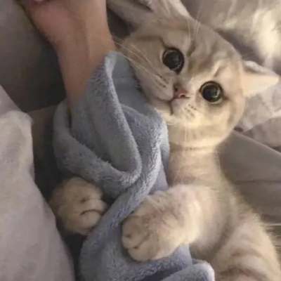 2025年新版猫咪头像图片