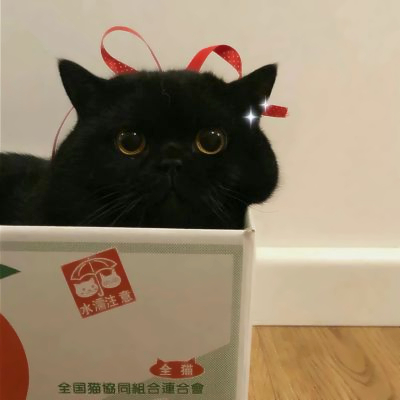 头像图片大全2025宠物