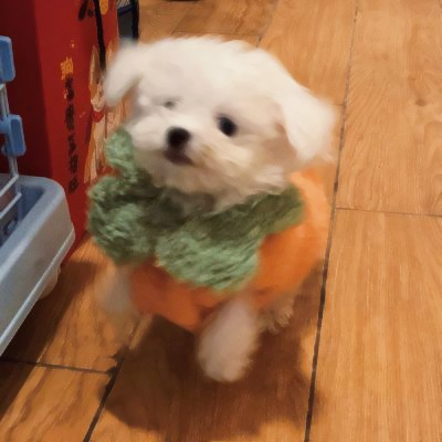 高质量修狗头像