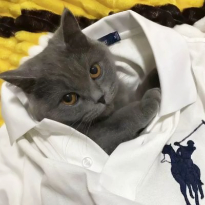 2025年新版猫咪头像图片